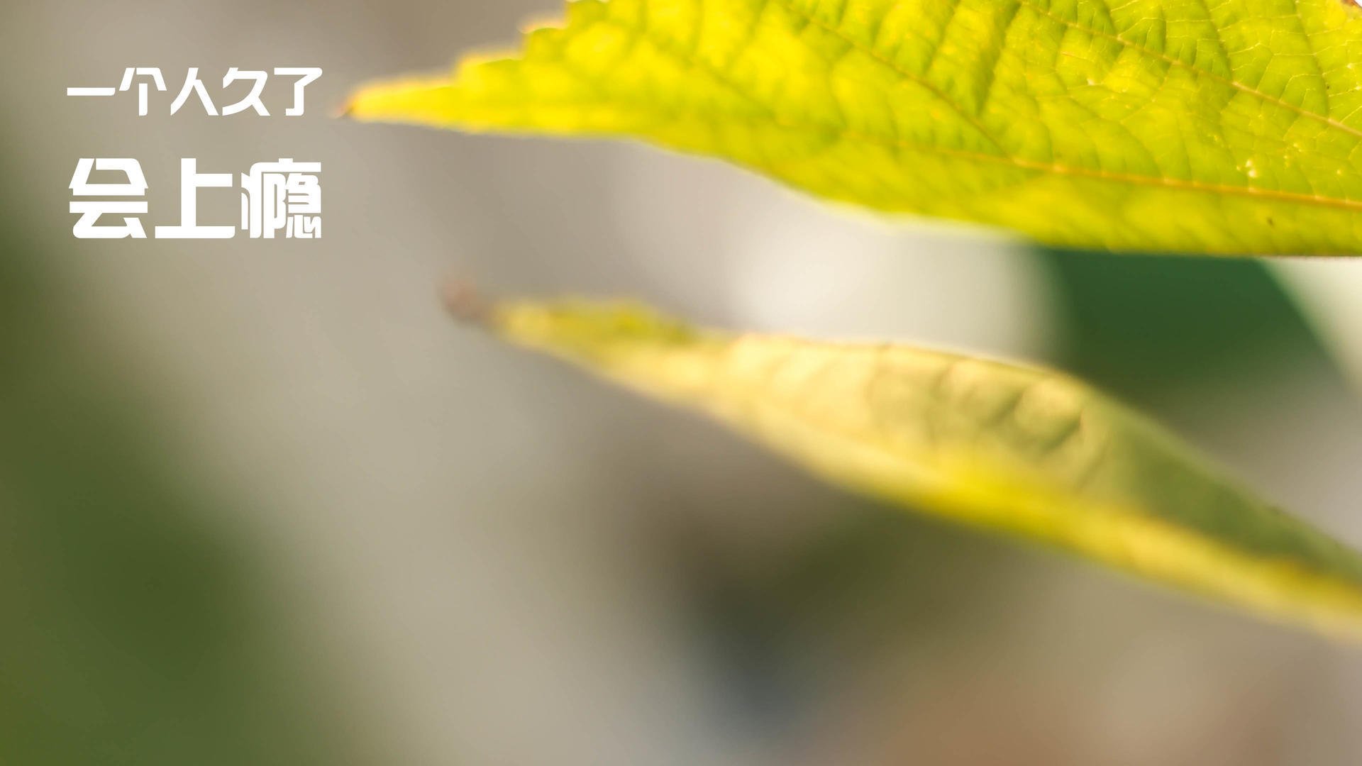 _多国对抗赛:国际合作与友谊的象征_,国际联合倡议多边合作组织