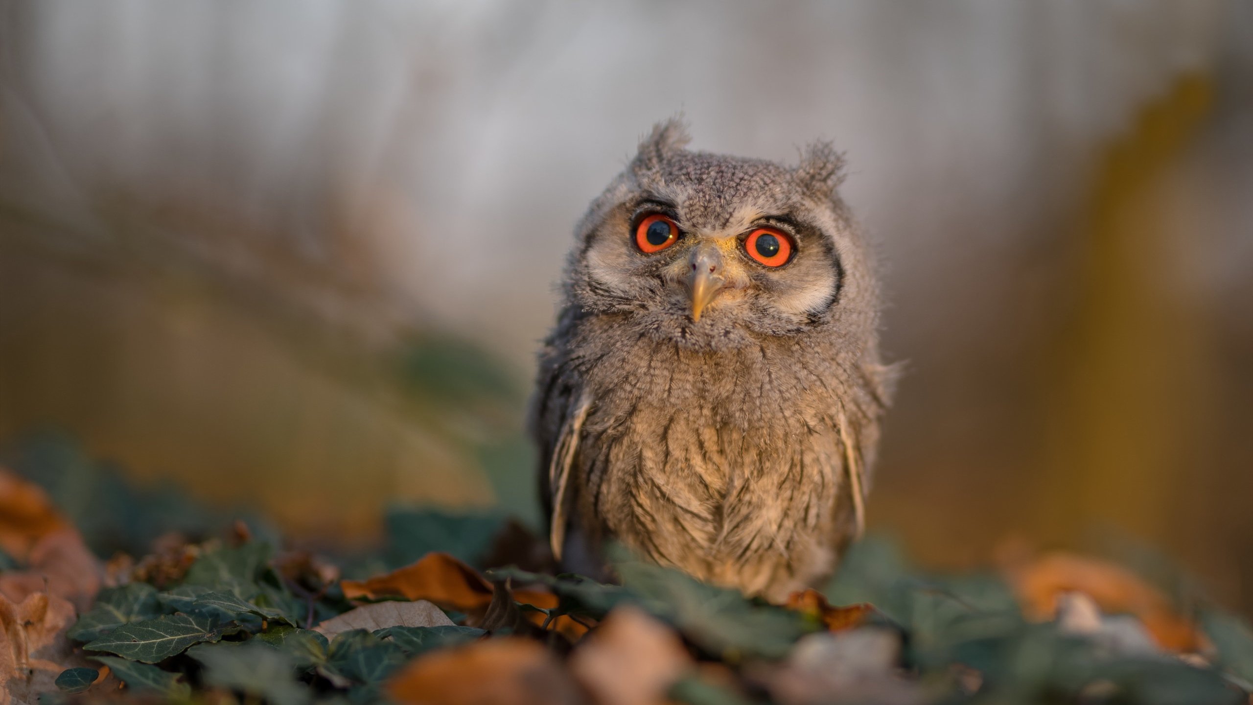 Kaiyun官方登录入口-《明星主播聊电竞：他们的最爱游戏TOP3》，游戏主播和明星一起玩游戏