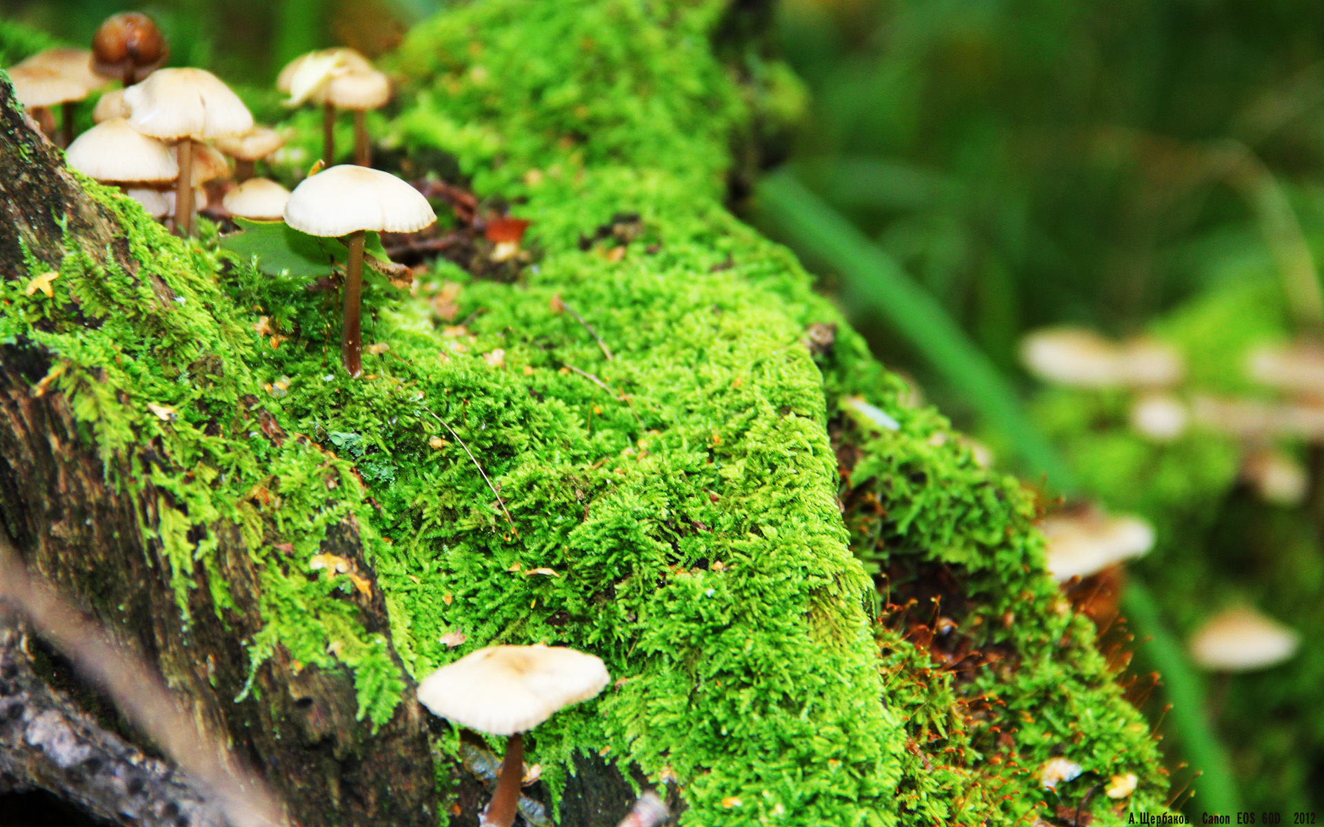 《明星主播聊电竞:他们的最爱游戏TOP3》,游戏主播和明星一起玩游戏