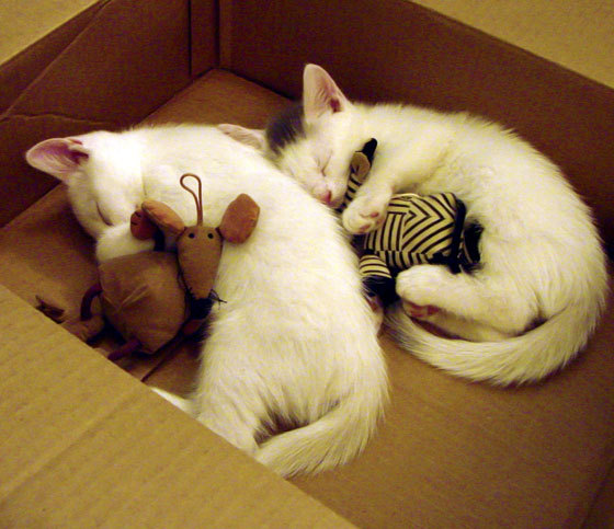 《电竞与传统文化结合:创新文化传承方式》,电竞与传统体育的区别与关系