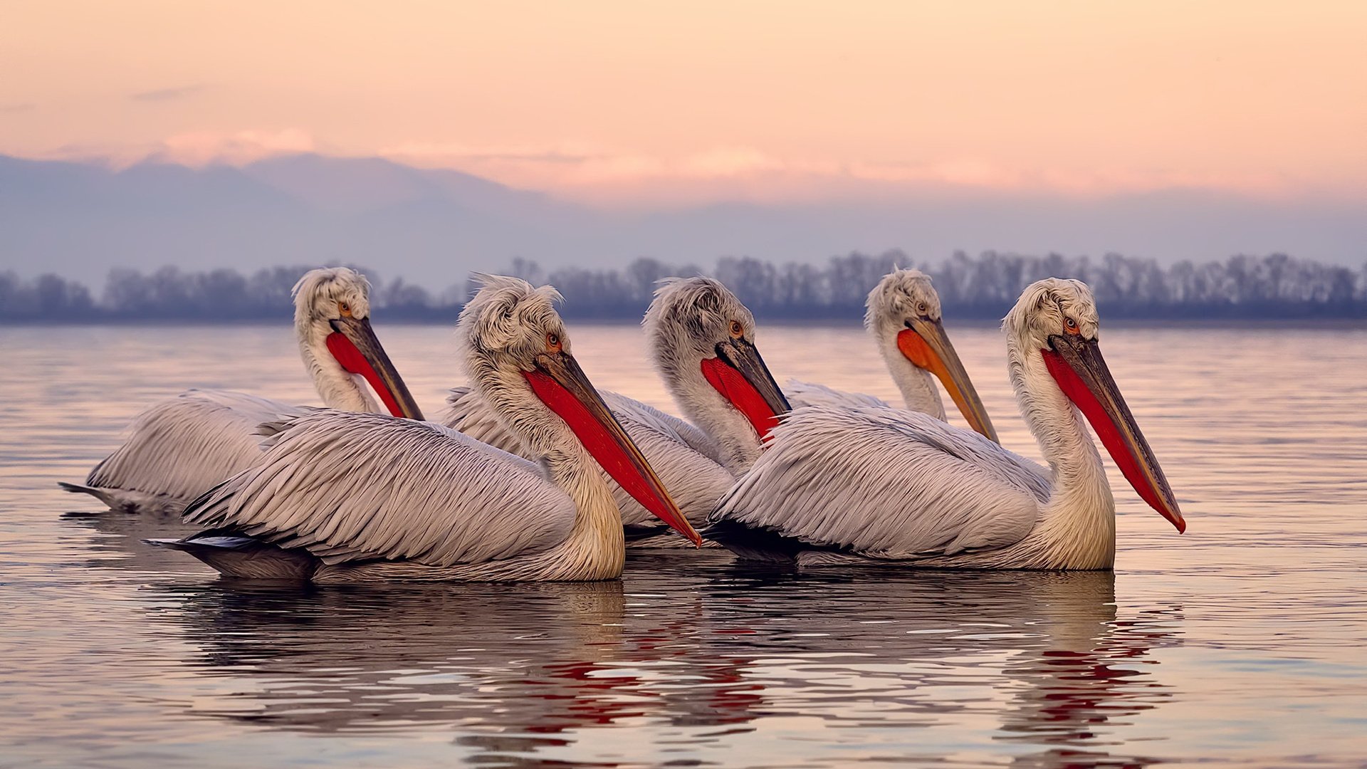 kaiyun体育app-LCS赛事数据平台上线，lcs赛区是哪个赛区