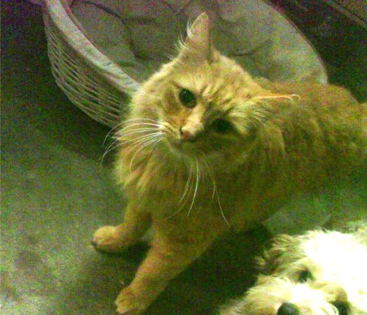 kaiyun官方网站-中国围棋协会发布围棋教练员培训计划，中国围棋协会教练员证