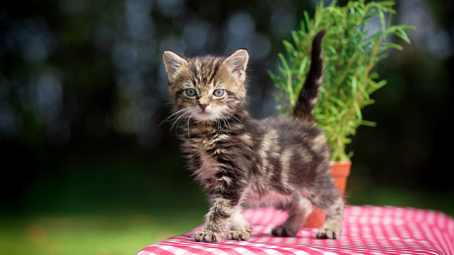 亚洲球队斩获国际杯赛冠军,实力获国际认可,亚洲国家队赛事