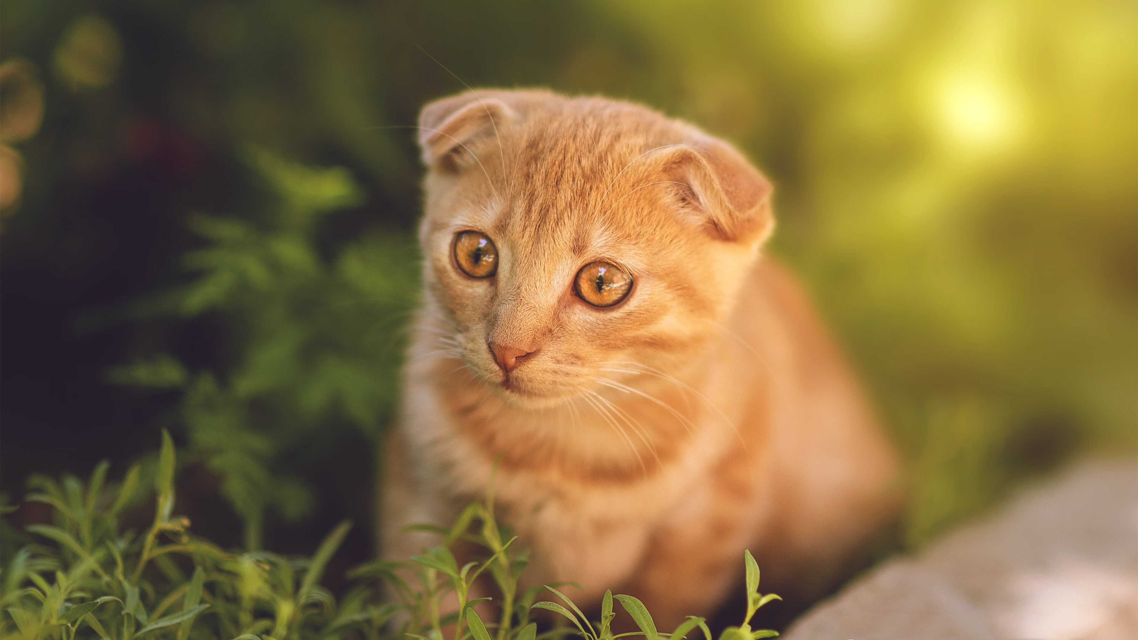 开云网页版登录入口-利物浦在足总杯中止步四分之一决赛，利物浦足球比赛