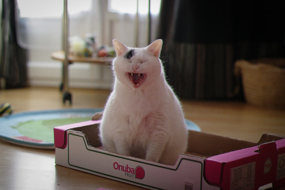 Kaiyun官方登录入口-卡迪夫连胜收官，英超积分榜上的表现引人瞩目，英超球星卡