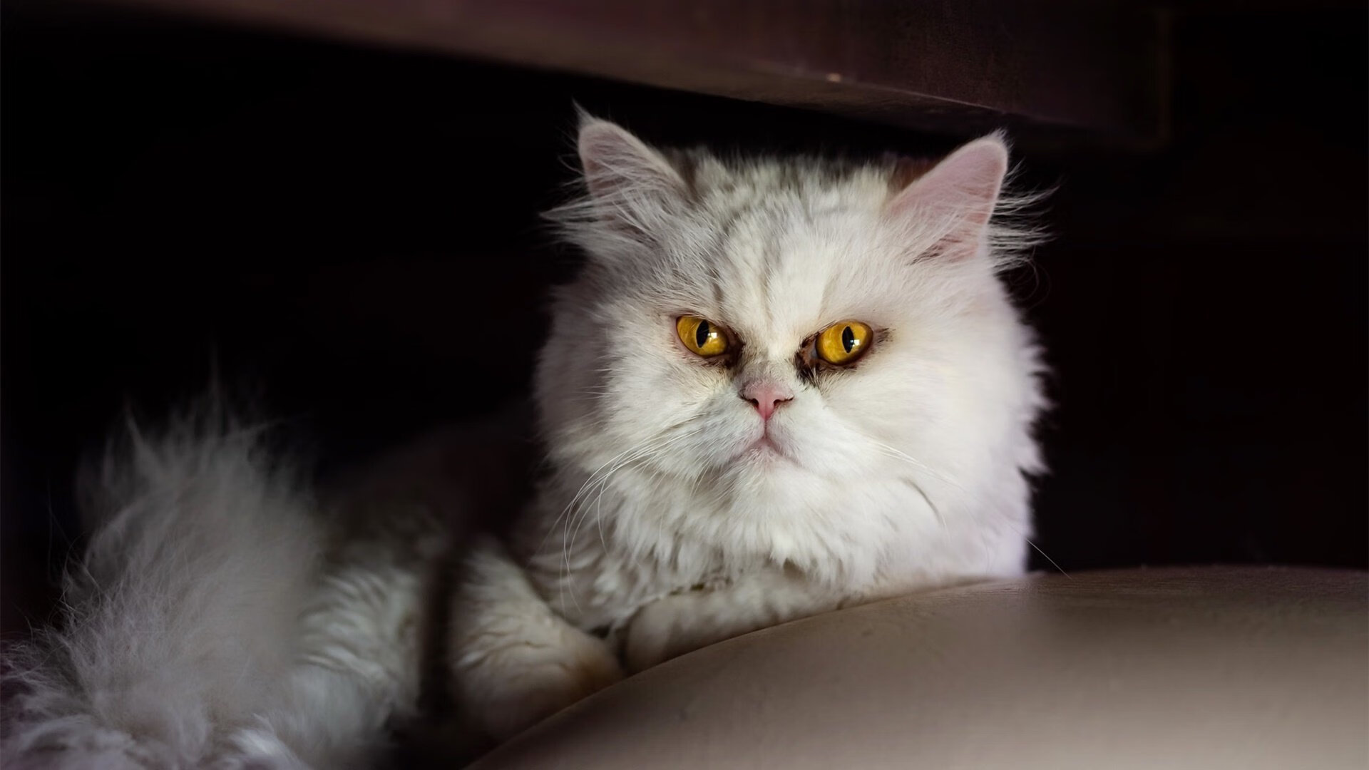 太阳队经验老将在比赛中发挥决定性作用,太阳队晋级之路