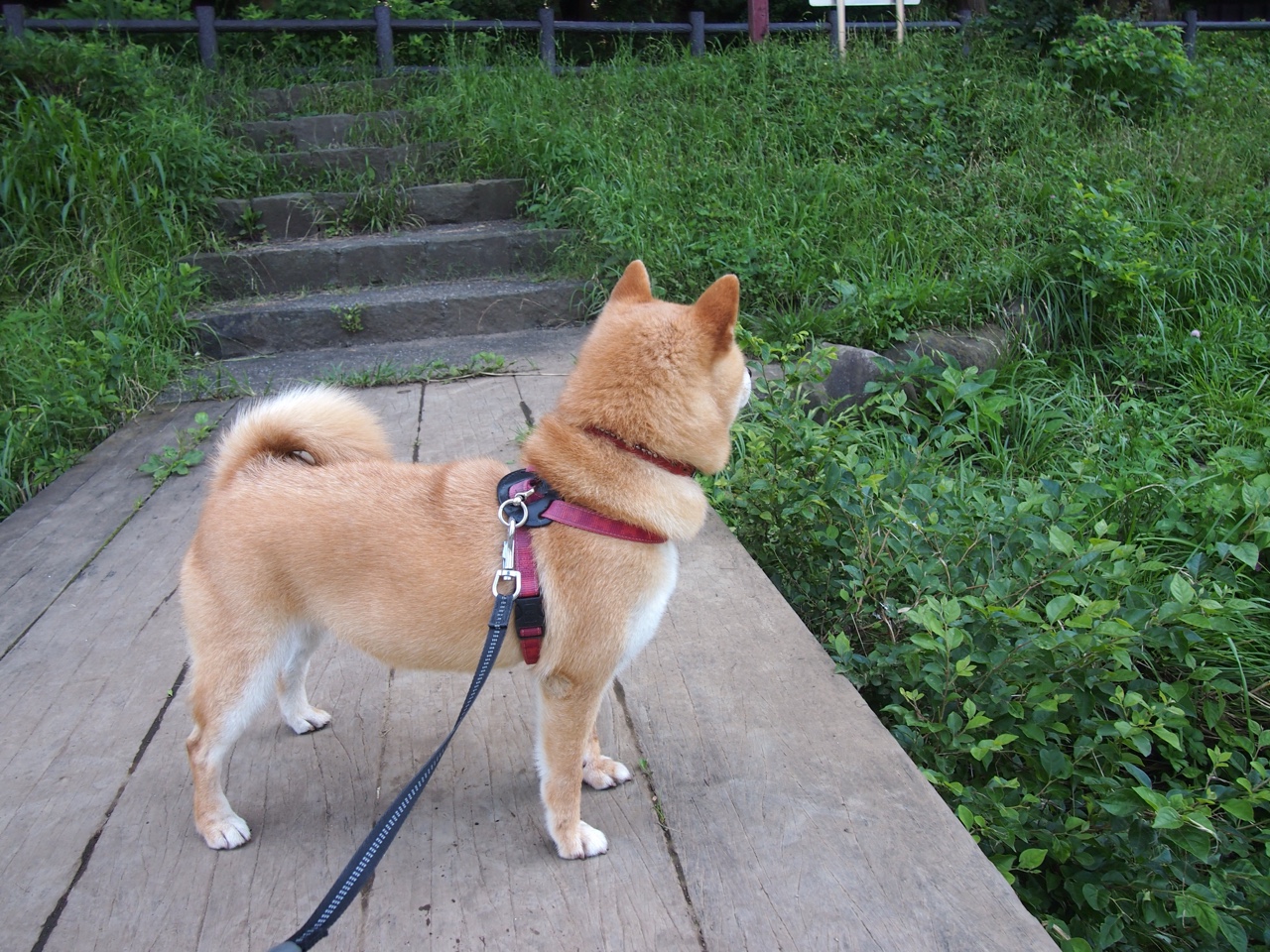 电竞赛事规则更新对战术演变的驱动效应分析,电竞比赛赛制的几种形式