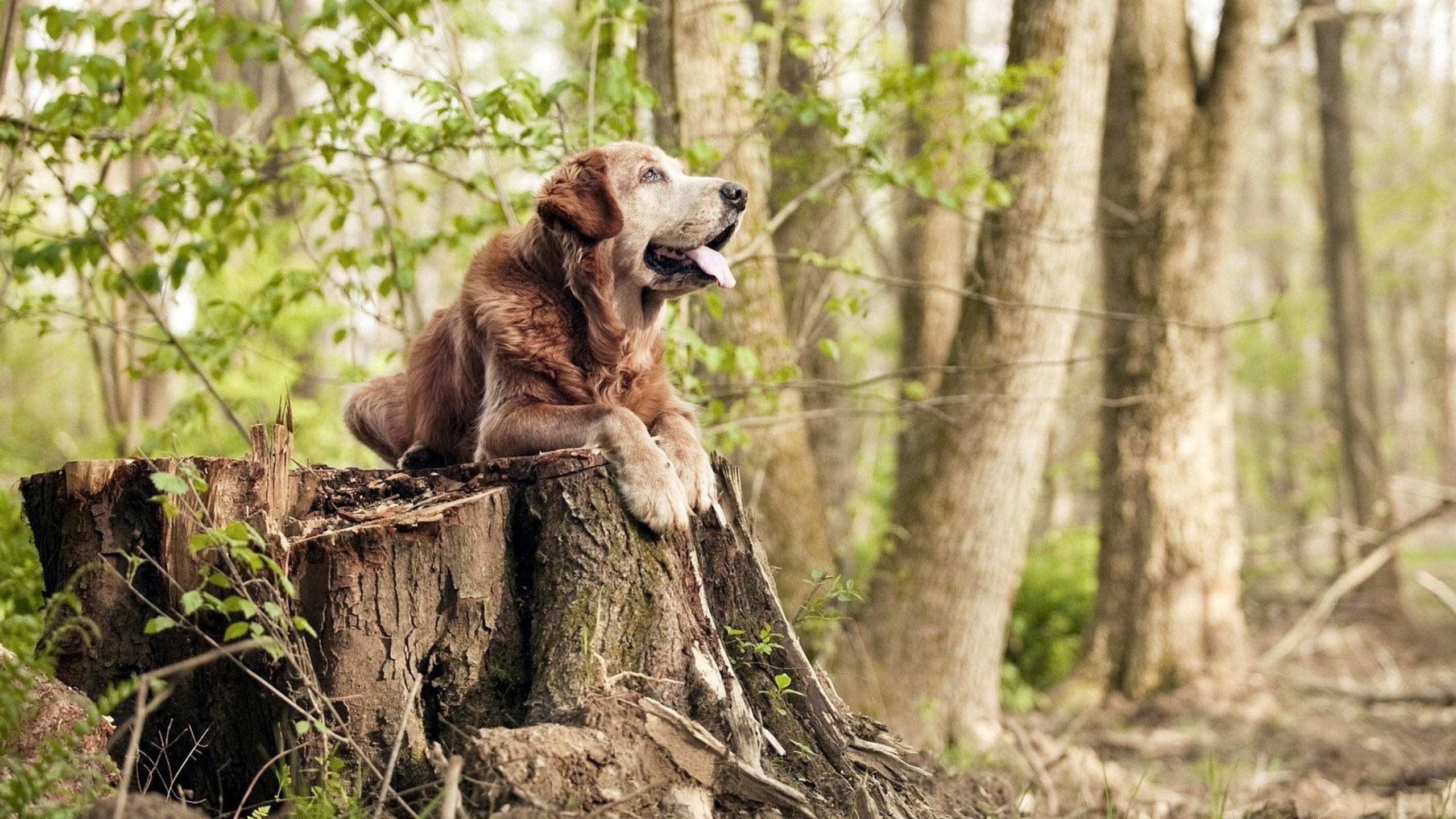 西甲劲旅调查尼斯后卫,或将探索新引援机会,尼斯 足球