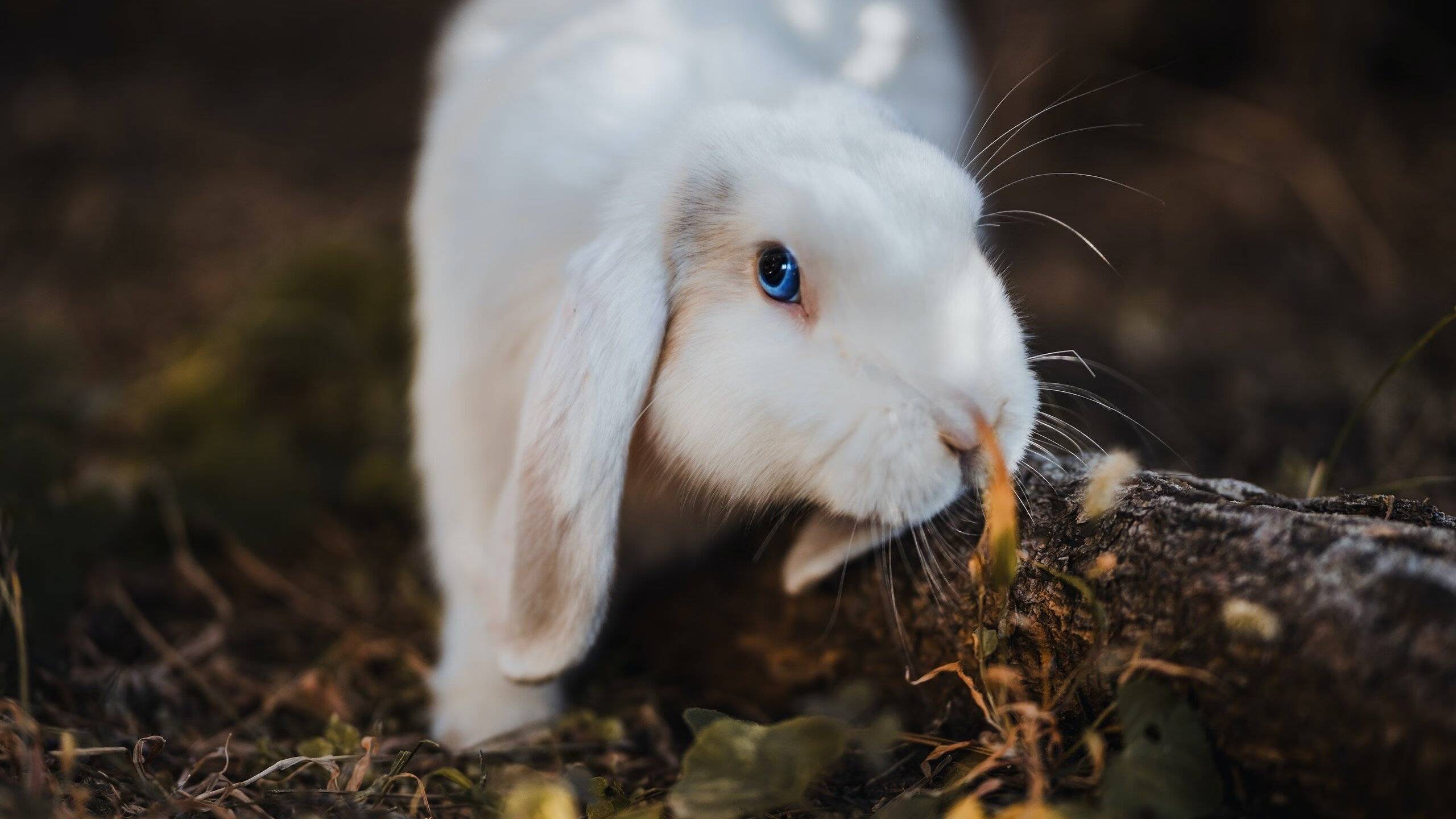 西班牙后防坚不可摧,全队零失误,西班牙后场