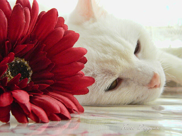 NBA球队教练团队沟通效率优化方案,nba球队的教练