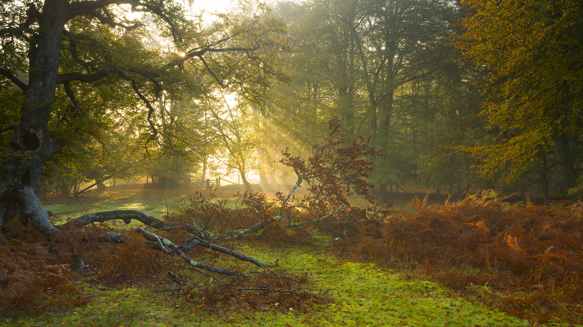 中国篮球联赛品牌建设与粉丝互动策略,篮球联赛logo