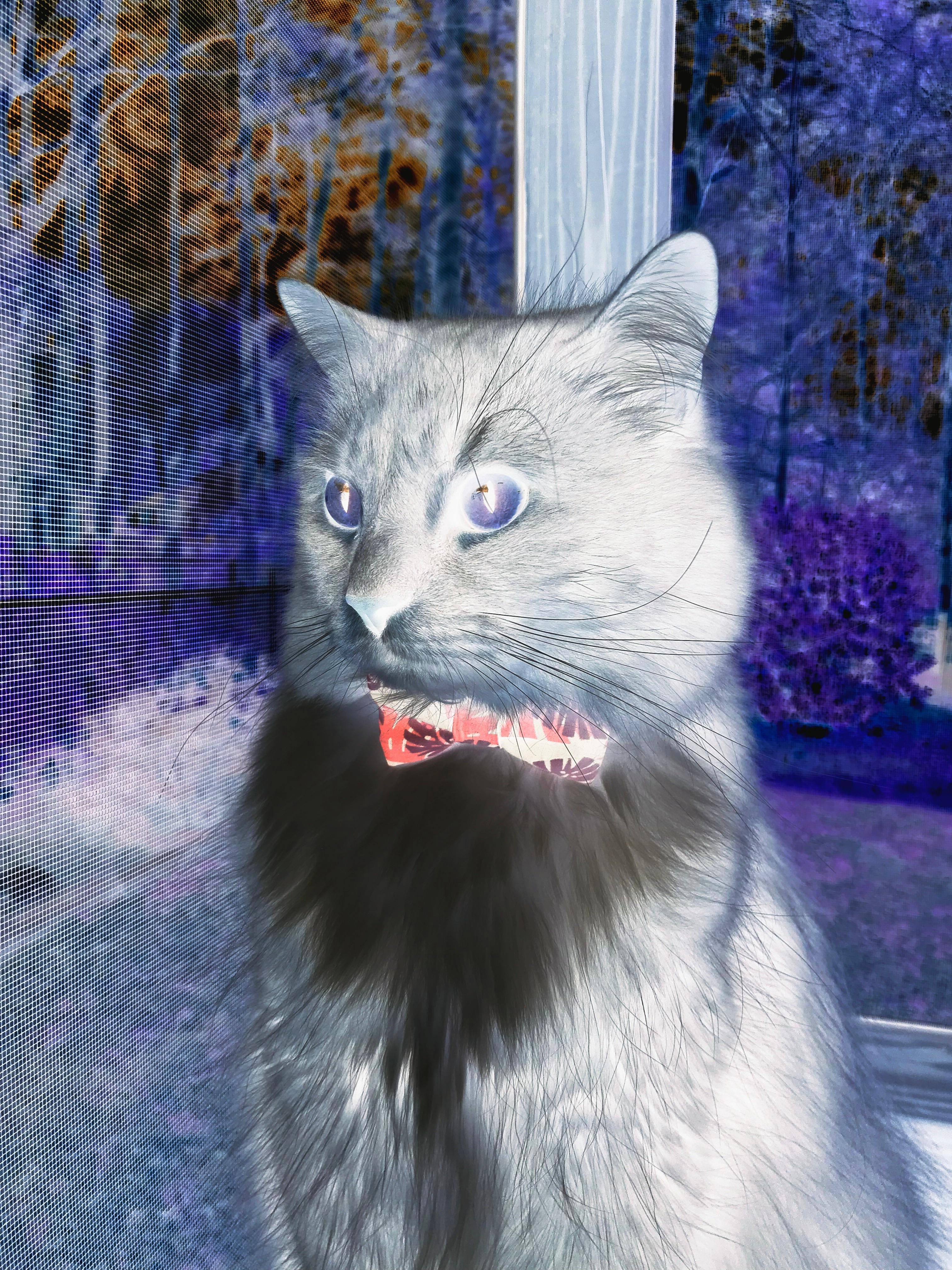 中国篮球联赛观众行为特征分析与研究,篮球观众席座次安排图