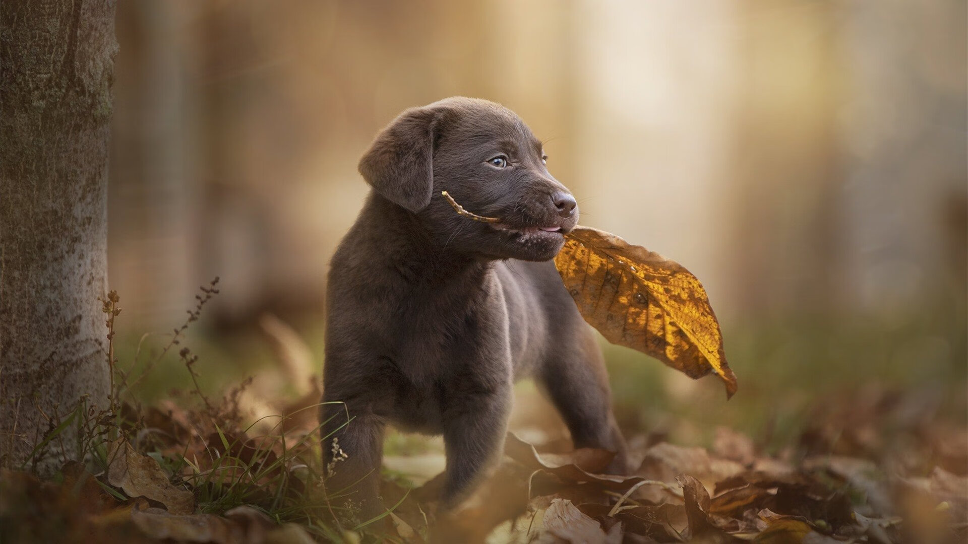 中小学体育教师数字化教学能力提升路径,数字化体育教学应用