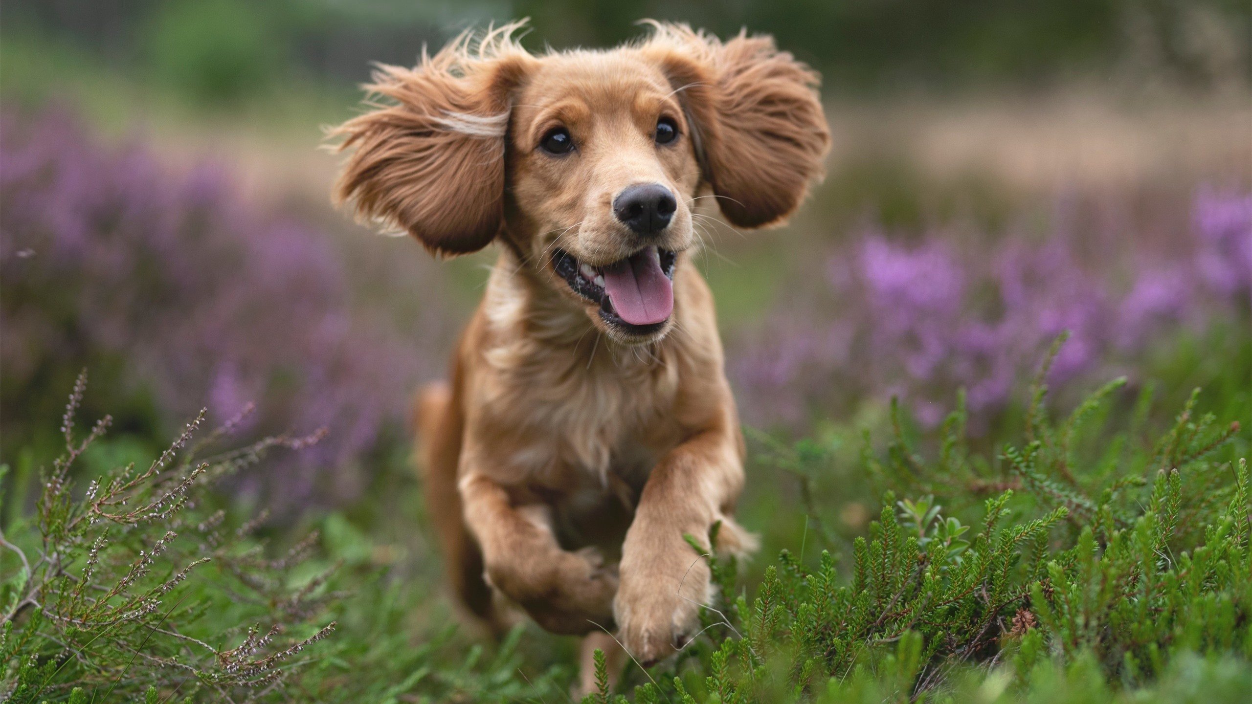 开云体育APP下载-运动员康复管理新技术，运动员康复训练计划考虑因素