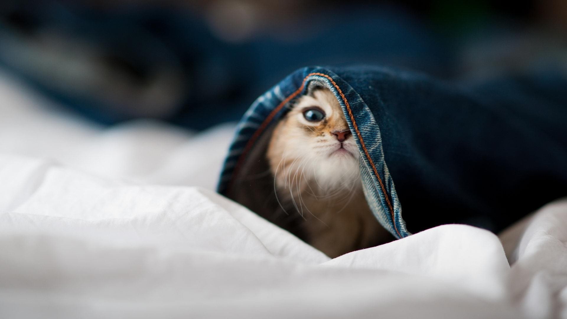 锻炼行为干预策略,锻炼行为干预名词解释