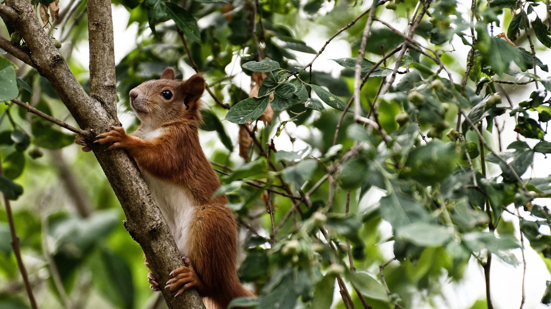 比赛节奏决定控球率还是控球时间,比赛节奏名词解释