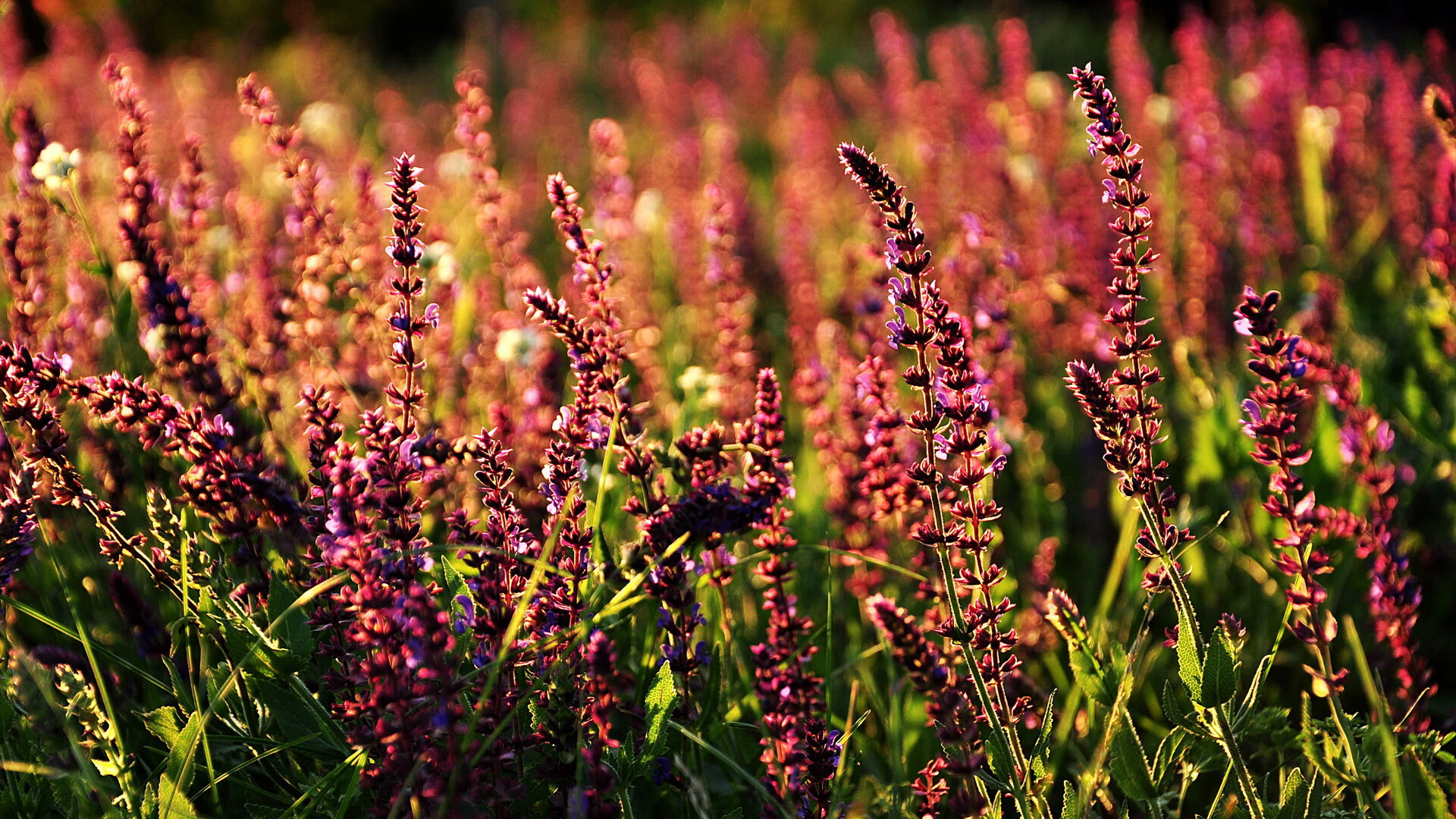 “萨尔·巴赫：南非橄榄球未来的希望，冠军梦的追求”