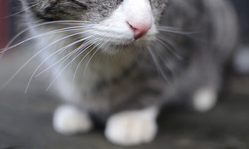 “马科斯·梅特罗:阿根廷美洲狮队的防守铁壁,未来无限可能”