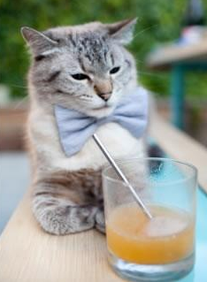 凯尔特人新赛季首次内部分组赛竞争激烈,2016~2017赛季凯尔特人